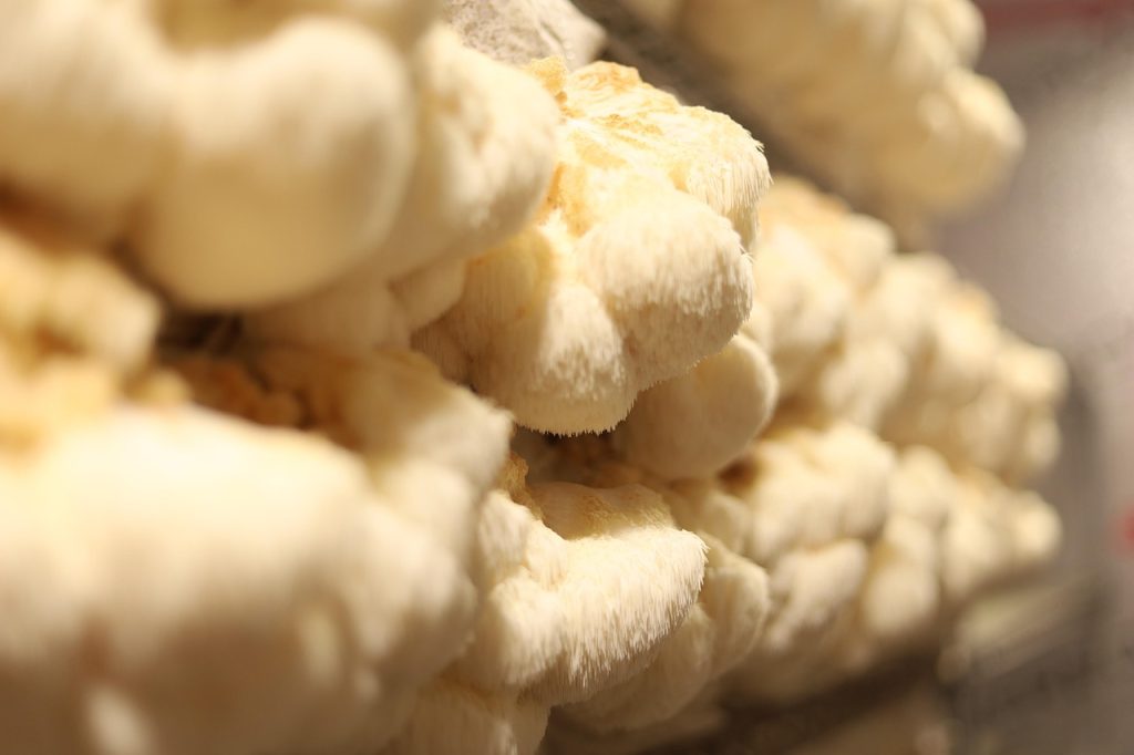 Close-up of a creamy white lion's mane mushroom